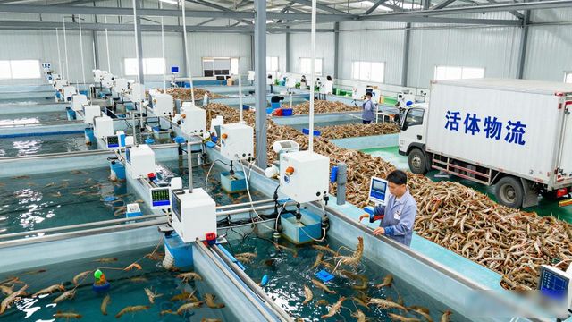 越南虾多到堆满冷库,为什么不去中国?(图1)